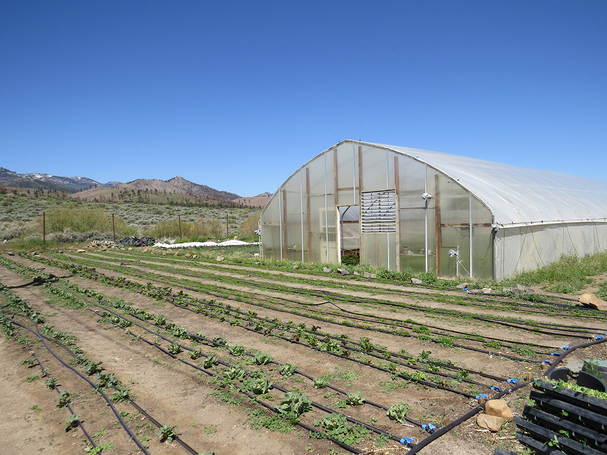 A large greenhouse at Prema Farm is located in the northern Nevada desert.
