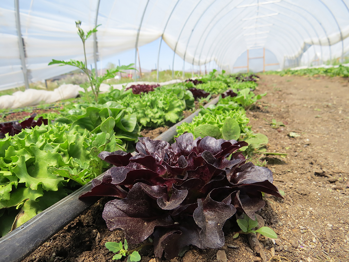 A close-up of lettuce growing inside of a greenhouse at Prema Farm.