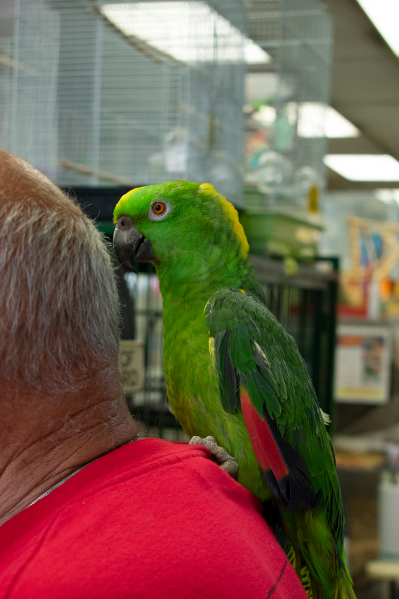 An Amazon Parrot is sitting on a pet store owner’s shoulder.